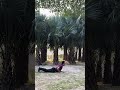 “Sun Salutation Flow 🌞 | वृक्षों के साये में सूर्य नमस्कार 🌳 | Yoga with Sanjay”
