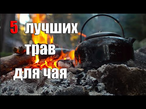 5 ЛУЧШИХ ТРАВ ДЛЯ ЧАЯ И ТЕРМОС Penguin
