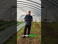 Motozappa: Il Segreto per un Terreno Perfetto Anche in Spazi Stretti!