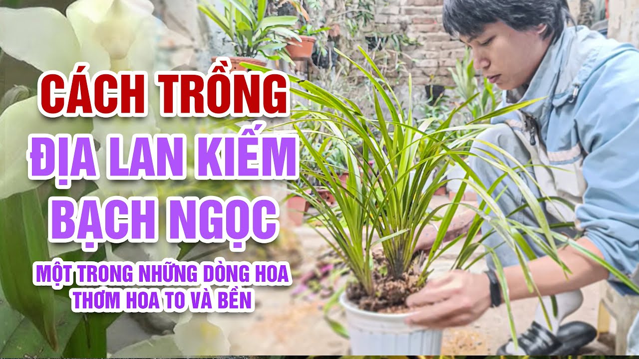 Địa Lan Kiếm Bạch Ngọc Là Gì? Vì Sao Được Giới Chơi Lan Săn Lùng