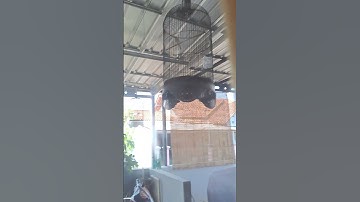 Burung Prenjak Lumut Nembak #prenjaklumut #prenjak #kicaumania #kicau #prenjakgunung #fyp #hewanliar
