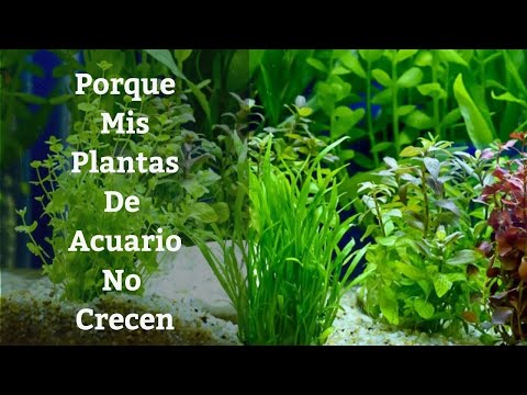 Video: Por Qué Las Plantas No Crecen En El Aquaium