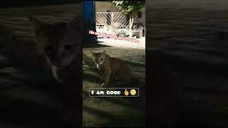 Quick cat update #cat