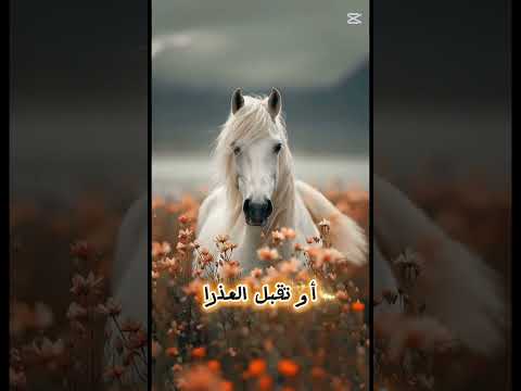 الحب قصيدة دمعة سنان للعارف بالله قطب الوجود المجدد الوارث المحمدي سيدنا خالد الناشي قدس الله سره