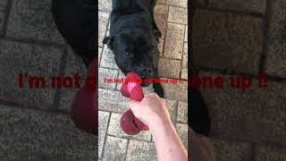Staffy Wont Give Up His Bone For Anyone