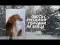 охота с русскими гончими на зайца 15. 01 .21