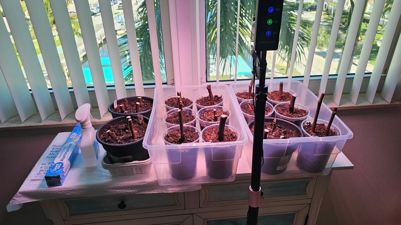 Давайте размножим инжир!!!