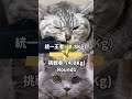 人間みたいな猫【ショートver①】#猫 #猫動画 #vlog