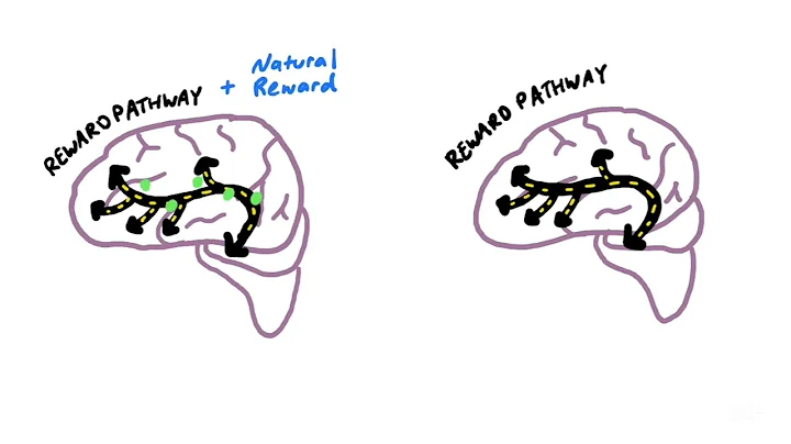 How an Addicted Brain Works