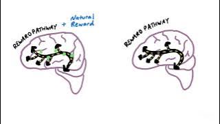 How an Addicted Brain Works