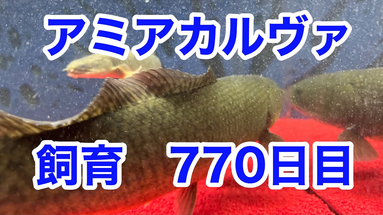 古代魚】アミアカルヴァ770日目 - YouTube