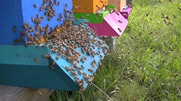 Swarm leaving the hive