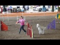 Standard Poodle, Splash, Open JWW agility