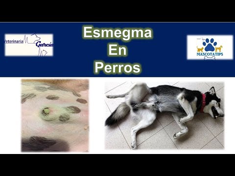 ¿PORQUE A MI PERRO LE SALE UN LIQUIDO VERDE DE SU PARTE? hqdefault