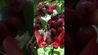 JAVA APPLE 😋#shorts #youtubeshorts