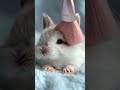Cutest Brain Massage 🥺 Sleepy Bunny ASMR #visualtingle #relaxation #tingles #cute #satisfying
