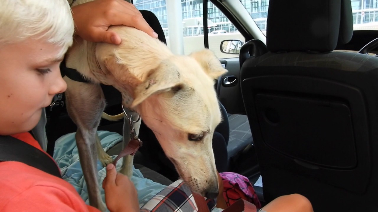 camera iphone 8 plus apk Sascho was a street galgo but now look...