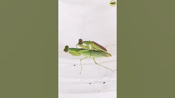 #shorts | Mini Mantis Mating