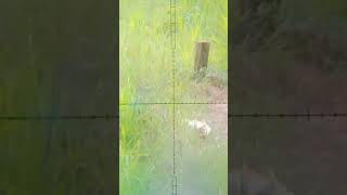 Penambapak Burung Tikusan Sawah