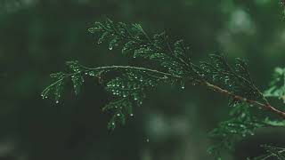 Rain onto Pine Tree Leaf for sleep, mediation and relaxation to help aid ADD/ADHD Extended Version.