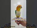 شوفوا جمال الكايكي الأليف هل جربت تربي واحد Parrot Birds طيور Shorts 
