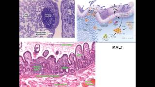 Ch  12 Innate Immune System