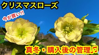 クリスマスローズ 開花株 購入後の管理 Youtube クリスマスローズ 開花株 購入後の管理 Youtube