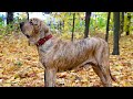 Fila Brasileiro Dog Facts / Brazilian Mastiff Facts / Banned Dog/ Dangerous Dog