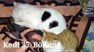 Kedi 35 Bölüm