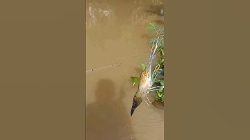 #Shorts Câu tôm càng xanh quá đã