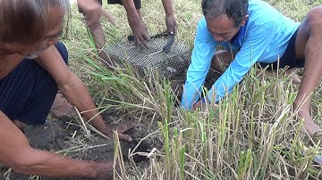 THANH NIÊN TRONG XÓM KÉO NHAU BẮT CHUỘT NHIỀU KHỦNG HOẢNG ( PHẦN 1) - TT981