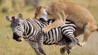Leopard Kill Zebra And Pull Prey Onto The Tree To Eat