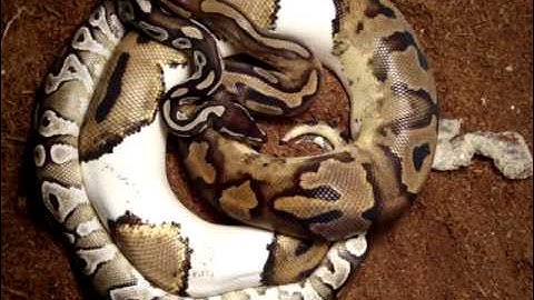Mojave x Piebald Ball pythons Breeding
