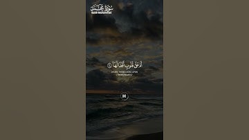 #سورة_محمد ||حالات واتس قرآن ||القارئ#محمد_صديق_المنشاوي #تلاوة_هادئة #المصحف