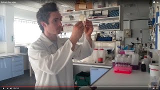 Biofuels from algae Wealth