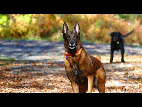 belgian-malinois-are-the-worst...