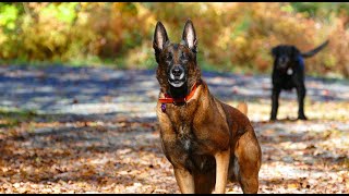 Download Belgian Malinois Are The Worst... Video MP3 Belgian Malinois Are The Worst...