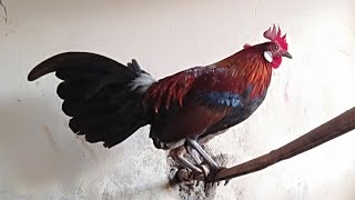 Sangat merdu... Kokok AYAM HUTAN Original