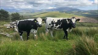 Drimindown / Droimeann Donn Dílis (Roud 2712) - Recordings of An Obscure Irish Folk Song About a Cow