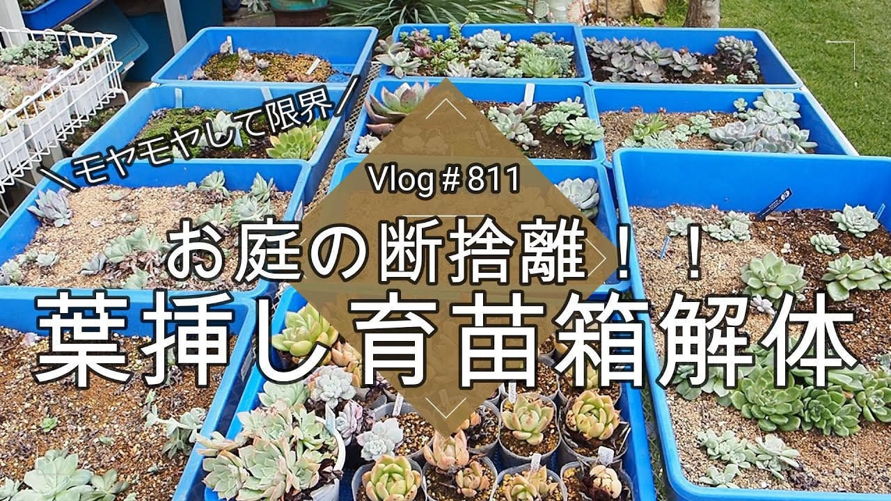 【Vlog811】【多肉植物】お庭の断捨離！葉挿し育苗箱解体！【モヤモヤして限界】