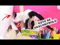 StoryTime: Mis GATOS DESTRUYEN el SET donde grabo ! Pandita y Caramelito DivertiCats