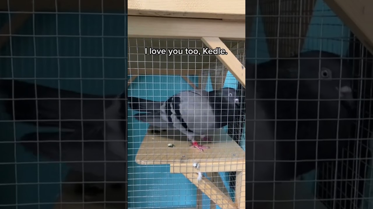 pigeon noises with a voice filter (part 2)
