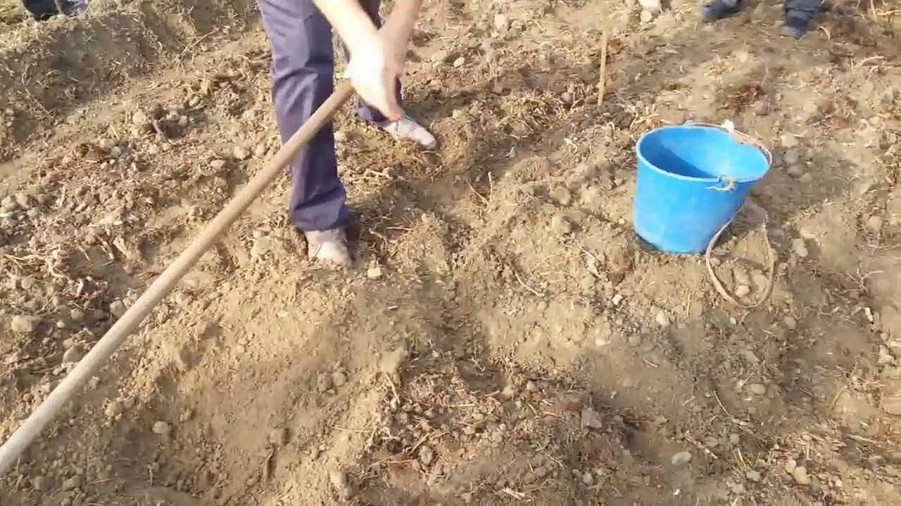 Huerto - Quitando las piedras de la zona del bancal - YouTube