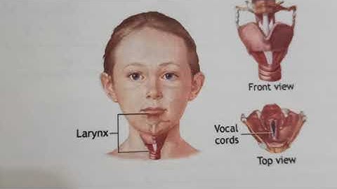 Class 5 science Ch 8 Sound and Noise