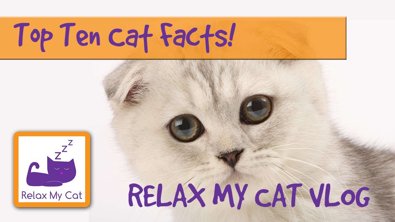 facts management Top Ten Facts About Cats! 🐱 #FACTVLOG01