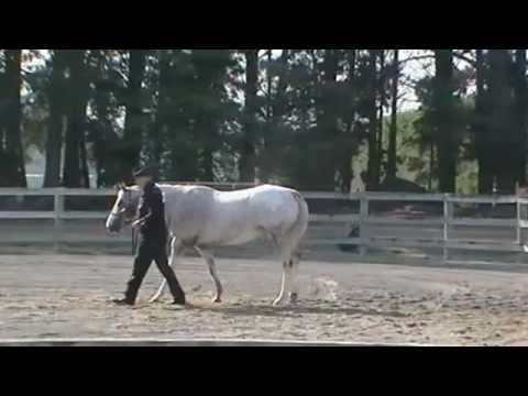appaloosa-horse-ass-of-new-zealand-national-show-2013