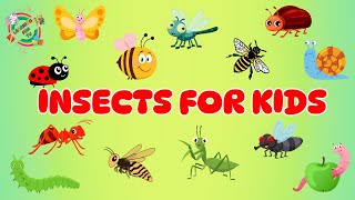 Insects for Kids - Insect/Bugs Flash Cards with pictures, sound and key facts in English