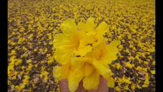 POUI BLOOM 2020