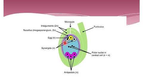 Lecture No. 39 (Structure And Development Of Ovule And Its Types)