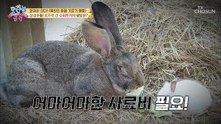 상상초월↗ 10.5kg 대형토끼 등장 압도적인 몸집;; [모란봉 클럽] 217회 20191208